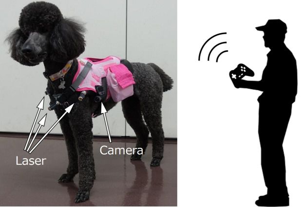 Японці створили систему керування собакою. Собака рухається в бік лазерної плями, а камера на ній транслює зображення оператору.