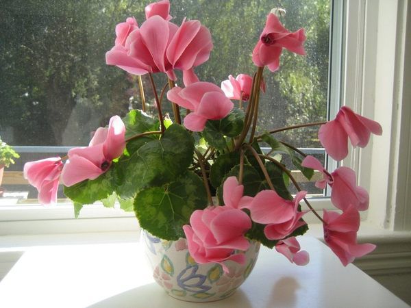 Отруйні кімнатні рослини: квіти, які краще не вирощувати вдома. Любите вирощувати квіти на підвіконнях? Тоді вам обов'язково потрібно про це знати.