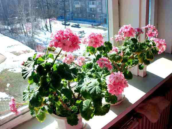 Отруйні кімнатні рослини: квіти, які краще не вирощувати вдома. Любите вирощувати квіти на підвіконнях? Тоді вам обов'язково потрібно про це знати.