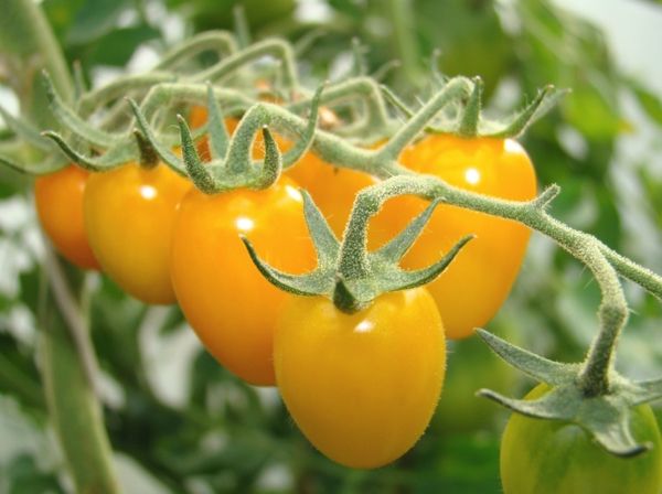 Через заморозки в Іспанії українські помідори будуть дорожчати. З першими холодами цей овоч почне ще більше рости в ціні. Оскільки компаніям доведеться більше витрачатися на обігрів теплиць.