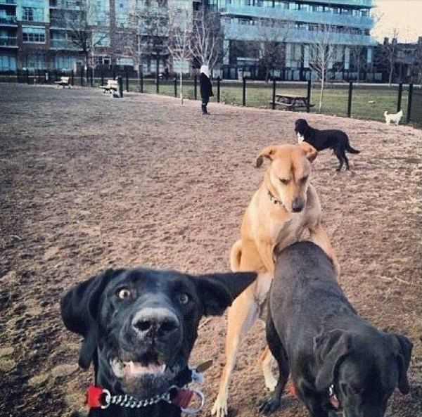 Сміховинна добірка собак, що володіють надприродною здатністю фотографуватися в ідеальних моментах. Вони такі смішні!