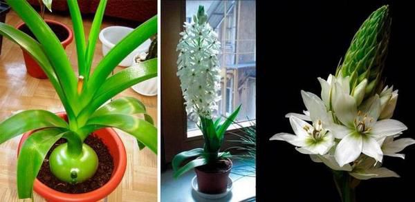 Лікувальні кімнатні рослини: і красиво, і корисно. Якщо ви вирішили прикрасити свій дім квітами, пропонуємо почати з найбільш корисних.