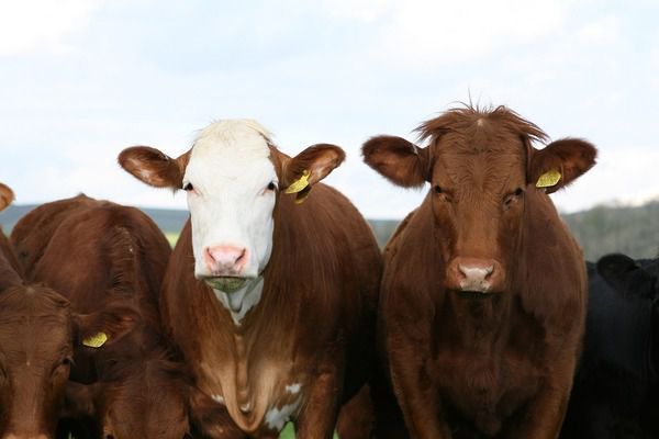 В американському штаті Флорида стадо корів допомогло заарештувати угонщицю. Корови здали угонщицю автомобіля поліції.