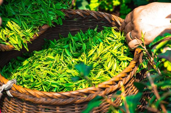 Антивікові властивості зеленого чаю. Зелений чай, який все більше стає популярний у всьому світі, може стати прекрасним доповненням, щоб допомогти вам сповільнити час.