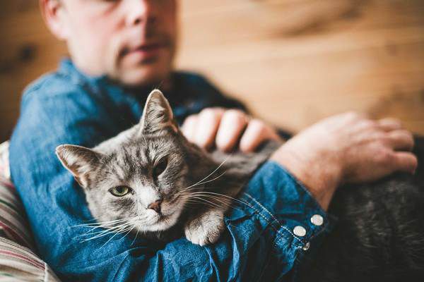 17 речей, які б ваша кішка з радістю вам розповіла. Як розшифрувати поведінку вашого пухнастого улюбленця.