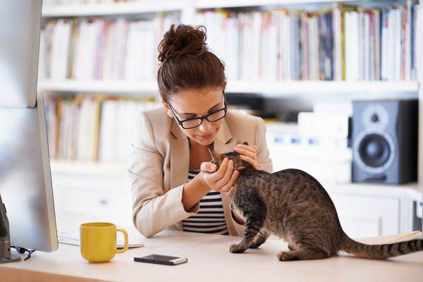 17 речей, які б ваша кішка з радістю вам розповіла. Як розшифрувати поведінку вашого пухнастого улюбленця.