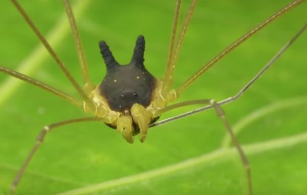 Такого павука з «собачою головою» ви навряд чи коли-небудь зустрічали. Світ природи, без сумніву, є дивним, і це в черговий раз довели абсолютно приголомшливі кадри з унікальним арахнидом.