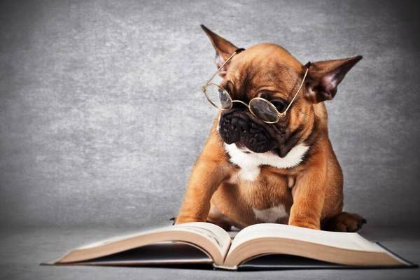 13 способів дізнатись, чи ваш собака розумний. Коли ваш собака витворяє різні штуковини, не сердіться, можливо, він просто дуже розумний.