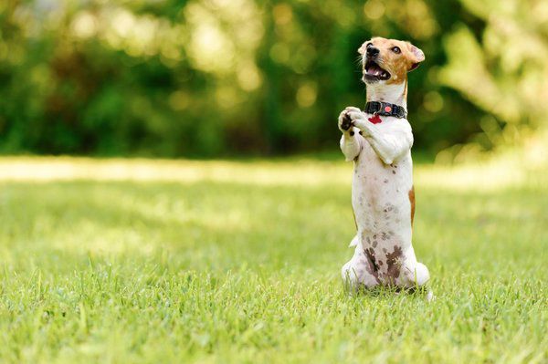13 способів дізнатись, чи ваш собака розумний. Коли ваш собака витворяє різні штуковини, не сердіться, можливо, він просто дуже розумний.
