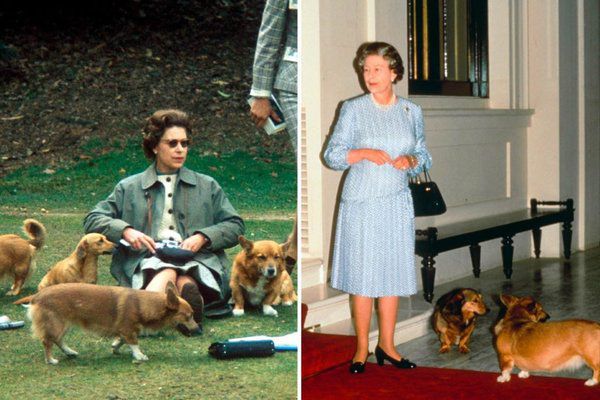 Справжня причина того, чому королева Єлизавета II володіє стількома коргі. Коргі досить миловидні собаки, але чому ж вони так приглянулись самій королеві, котра називала тварин сім'єю.