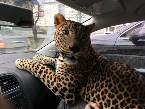 Цей виклик водій таксі запам'ятає назавжди. Клієнт віз на руках хижака. У Єкатеринбурзі леопард проїхав в таксі.