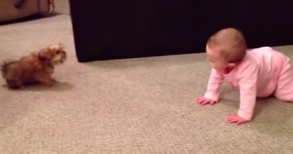 Позитивне відео: батько знімає на камеру, як його дитина спілкується з собакою. Такі милі та позитивні!
