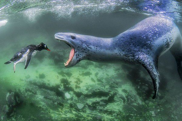 Найемоційніші фотографії міжнародного фотоконкурсу Siena Photo Awards 2018. Від морського леопарда до мисливців за медом.
