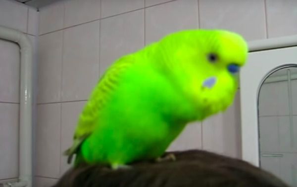 Папуга Іннокентій, який чудово розмовляє, підніме Вам настрій. Дуже классне відео.