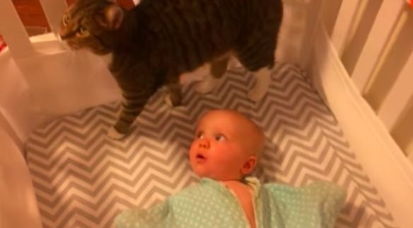 Реакція малюка на кота: це потрібно бачити. Кіт, навідміну від дитини, не надто радий новому члену сім'ї.