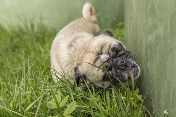 Справжня причина, по якій собаки їдять траву. Чи дійсно варто хвилюватись, коли ваш собака починає пастись на газоні?