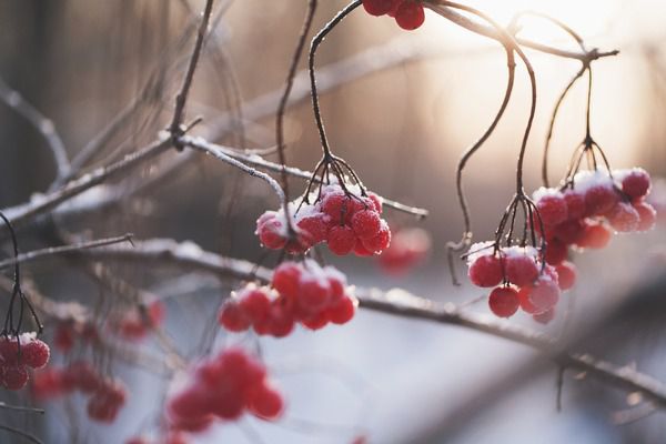 Прогноз погоди в Україні на 15 листопада 2018: сніг і ожеледиця. Погода в Україні буде в основному прохолодною – температура подекуди опуститься до 10 градусів морозу. У деяких регіонах очікується мокрий сніг та ожеледиця.