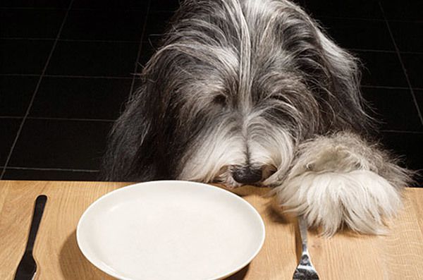 12 звичайних продуктів, які є небезпечними для вашої собаки. На жаль, бекон є одним із них.