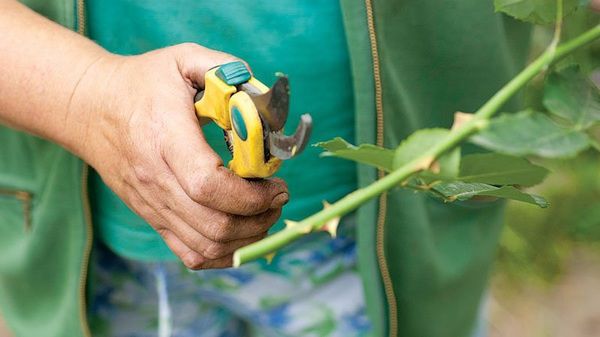 Поради для садівника: як виростити троянду з осінніх живців. Спробуйте, цей метод дієвий.