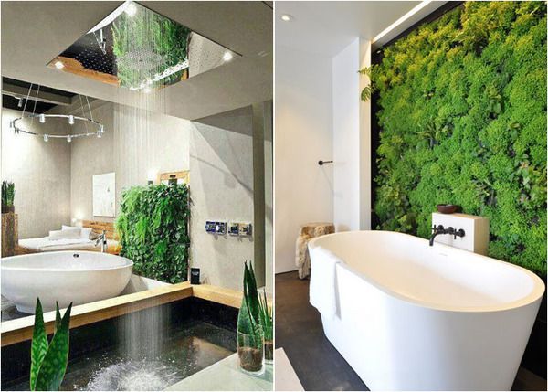 Як обрати рослини для ванної кімнати. Важливо правильно підібрати рослини для ванної, а також створити їм умови для комфорту.