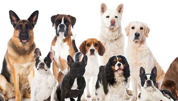 Що розповість про вашу особистість ваша улюблена порода собак. А яка порода подобається вам?