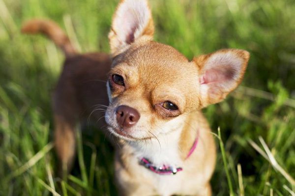 Як підібрати найбільш підходящу породу собак саме для вас. Офіційні рекомендації, які допоможуть вам у виборі.