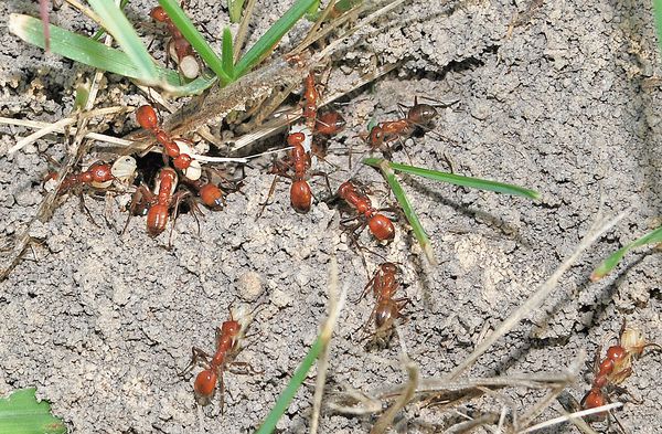 Нешкідливі руді мурахи, що живуть в лісах Флориди, виявилися таємними "мисливцями за головами". Вчені розкрили таємницю мурах.