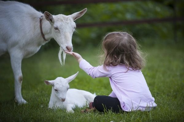 Роль домашніх тварин у житті дітей. Багато людей вважає, що діти і домашні тварини - несумісні поняття; інші, навпаки, вважають це за необхідне.
