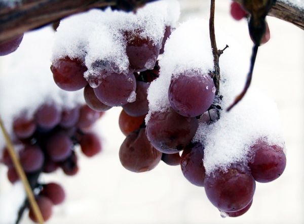Як захистити виноград у безсніжну зиму. Виноградарі небезпідставно побоюються можливості настання безсніжних зим.
