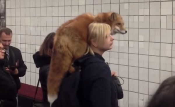 Нічого незвичайного, просто лисиця в метро. У Московському метро була помічена дівчина з незвичайним вихованцем. У неї на плечі сиділа лисиця, яка вела себе так, як ніби кожен день їздить в метро.