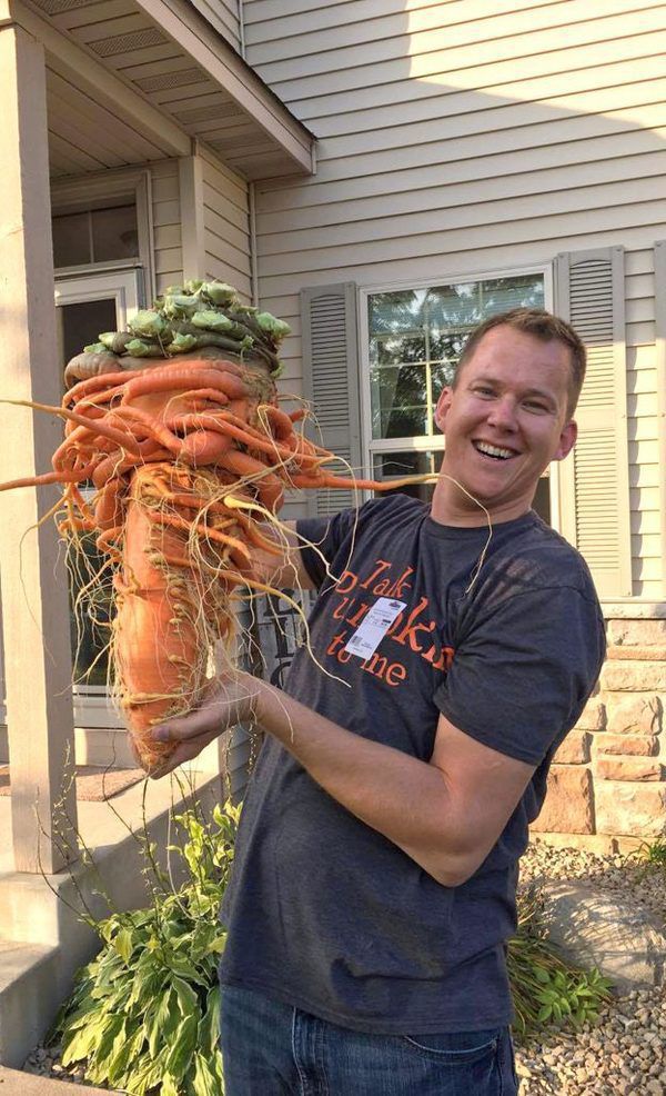 Чоловік виростив величезну моркву, і вона більше схожа на дикого монстра, ніж на овоч. Саме час садівникам-городникам похвалитися успіхами і продемонструвати, наскільки багатий їх урожай.