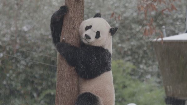Панди дійсно люблять сніг і радіють йому як діти. Панда по кличці Бий Бий радіє першому в цьому сезоні снігу.