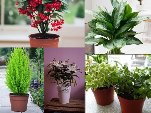 Кімнатні рослини — розлучники: провокують скандали та руйнують сімейне щастя. Практично в кожному будинку є рослини, але не всі вони впливають на людей сприятливо.