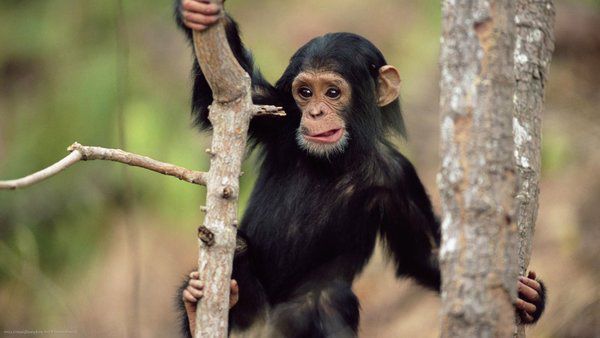 Відео про те, як 2-річний шимпанзе забавно миється з милом. Молодий шимпанзе миється в зоопарку, потираючи свій животик, щоб створити якомога більше бульбашок.