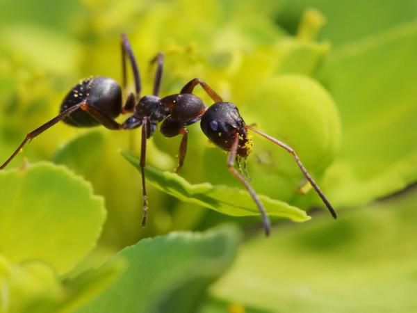 Розумні мурахи: поняття карантину у своєму колективі їм теж присутнє. Біологи виявили, що мурахи-«розвідники», які підхопили інфекцію, визначаються на вході у гніздо і ізолюються від решти.