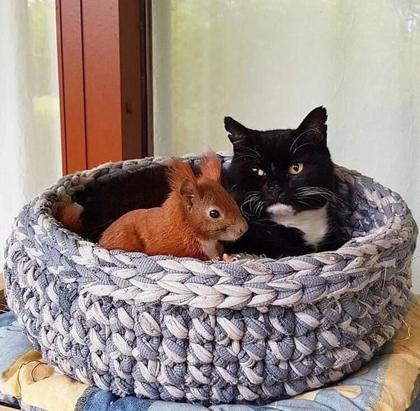 Фантастична історія дружби кота і білки. Білка на прізвисько Тін-Тін і 13-річний кіт Тайгер нерозлучні з тих пір, як в будинок принесли гризуна.