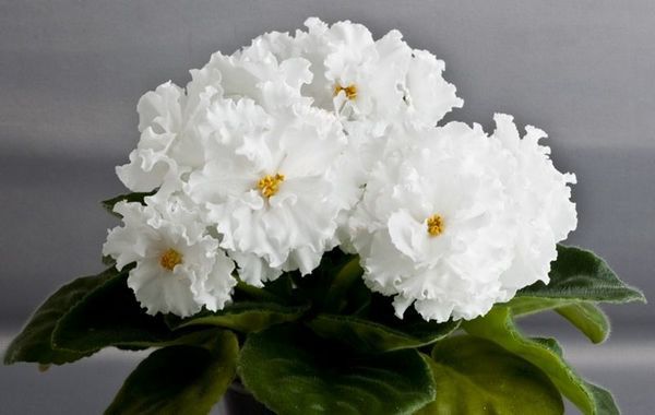 Народні прикмети: чи можна тримати вдома фіалки. Фіалки є улюбленою квіткою багатьох з нас, але деякі народні прикмети не рекомендують тримати цю квітку в своєму будинку.