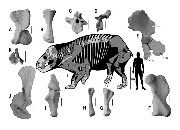 У Польщі знайшли найдавнішого предка людини. Травоїдний предок ссавців був розміром майже з слона і мав більш досконалими кінцівками, ніж всі його відомі родичі.