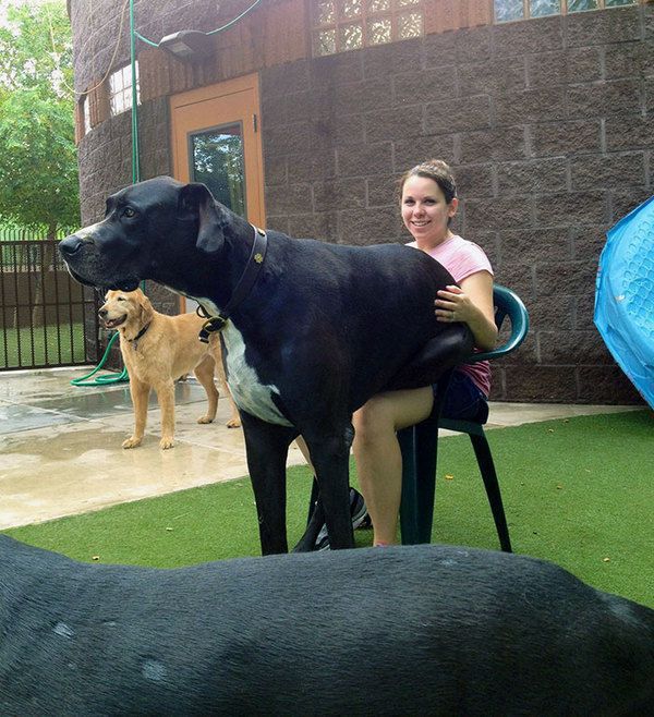 Німецькі доги - неймовірно величезні собаки. Дивіться самі!. Справжні велетні!