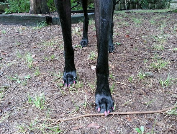 Німецькі доги - неймовірно величезні собаки. Дивіться самі!. Справжні велетні!