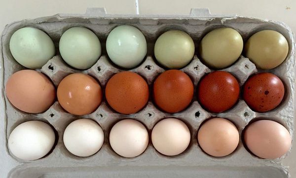 Чому курка несе голубі яйця: розуміємо природні причини