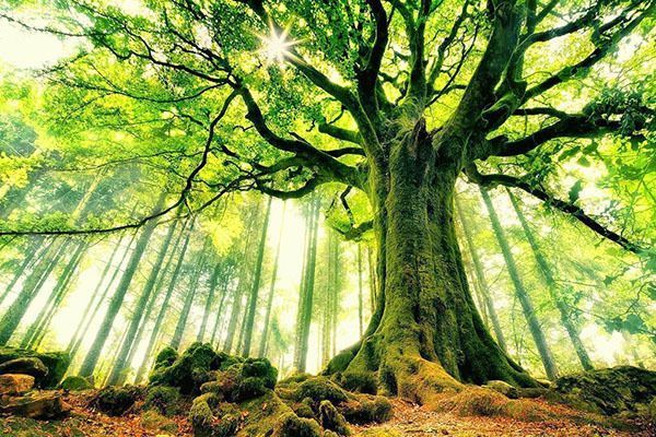 Яке Ваше дерево-покровитель за Знаком Зодіаку. Споконвіку люди вірили, що дерева володіють особливими магічними здібностями і можуть самим неймовірним чином впливати на людей.