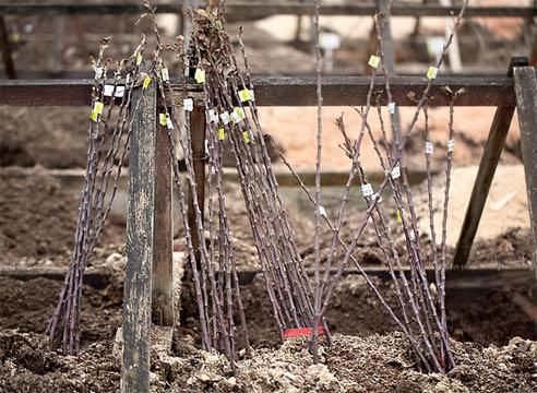 Як зберегти взимку невисаджені саджанці плодових дерев. Куплені саджанці відразу прикопайте – спочатку тільки коріння.