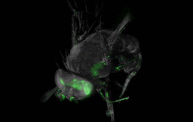 Нові розробки біологів: тепер комахи можуть бути прозорими. Нова методика дозволяє робити біологічні тканини прозорими і спостерігати структуру нервової системи всередині організму комахи.