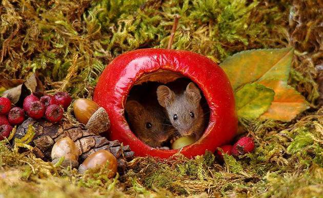 Чоловік виявив мишей в своєму саду, але не вигнав їх, а побудував їм ціле мишаче село. Фотограф Саймон Делл хороша людина.