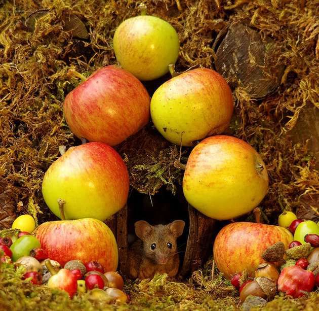 Чоловік виявив мишей в своєму саду, але не вигнав їх, а побудував їм ціле мишаче село. Фотограф Саймон Делл хороша людина.