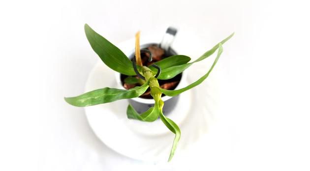 Розмноження орхідеї дендробіум: детальна інструкція. Більшість орхідей, в тому числі і дендробіум, ділять і пересаджують раз на 3-4 роки.