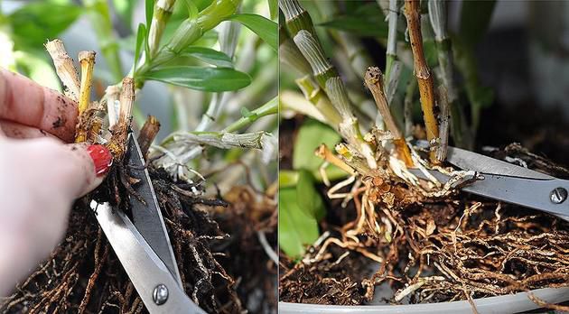 Розмноження орхідеї дендробіум: детальна інструкція. Більшість орхідей, в тому числі і дендробіум, ділять і пересаджують раз на 3-4 роки.