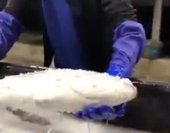 Японцям знадобився тазик з теплою водою, щоб оживити заморожену рибу. Інтернет у подиві від побаченого відео, у якому японці з допомогою тазу з теплою водою змогли реанімувати заморожену рибу.