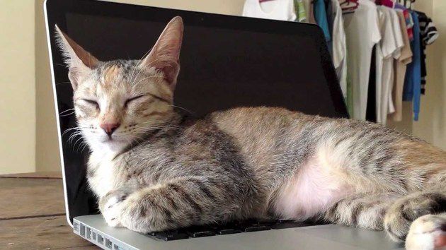Японець створив захист від кішок для клавіатури і ось, що зробив його котик. Котик знайшов вихід із ситуації.